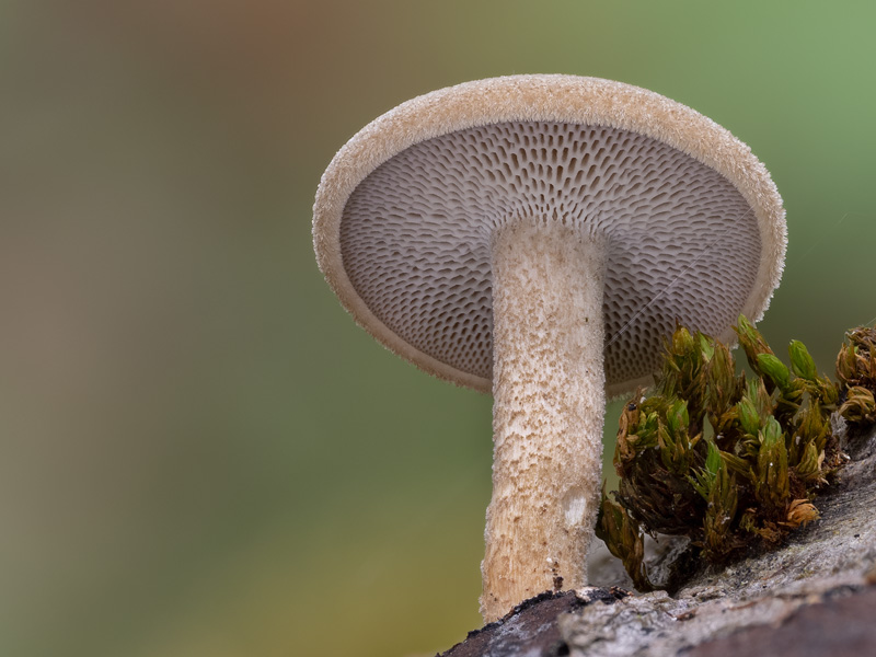 Polyporus arcularius Polyporus arcularius